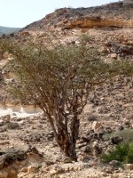 Weihrauchbaum westlich von Salalah