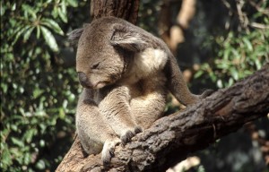 Australien Koala