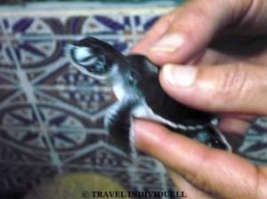 Baby Schildkröte in Ras Al Jinz