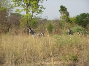 Zebras im National Park