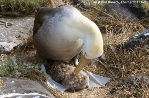 Albatros-Mama mit ihrem Jungen auf der Galapagos-Insel Floreana