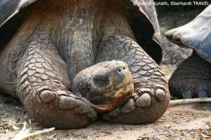Galapagos-Riesenschildkröte beim Träumen