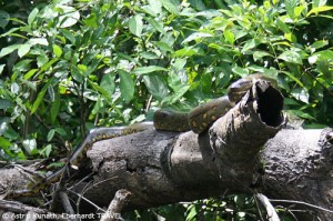 Eine 3 Meter lange Anaconda im Regenwald Ecuadors - Wahnsinn!