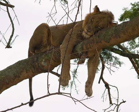 In Ishasha klettern Löwen gern auf die Bäume © N. Manthey