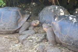 Riesenschildkröten Galapagos