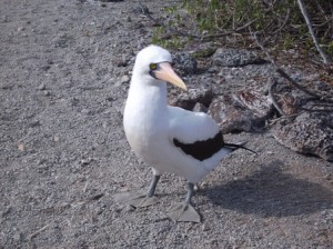Maskentoelpel-Galapagos