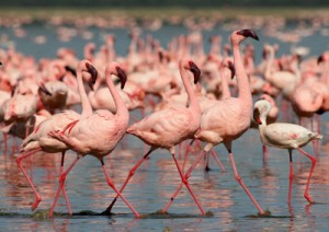 Lake Naivasha Kenia Flamingos