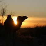 Wüsten-Trekking: Mit Kamelen durch die Sahara in Tunesien