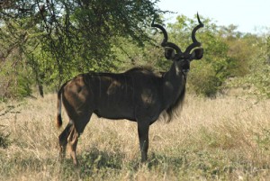 Kudubulle im Krüger Nationalpark