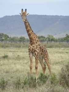 Massai Mara Giraffe