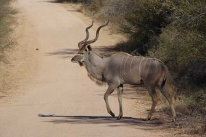 Kudu Bulle im KNP