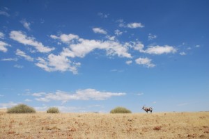 Graslandschaft Namibia