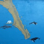 Whale Watching Mexiko / Baja California - in der Sea of Cortes Wale und Delfine beobachten