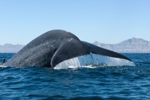 Whale Watching mit Blauwal in der Sea of Cortes