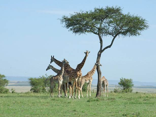 Kenia Rundreise Giraffen