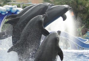 Delfinshow in Seaworld, Orlando - Florida