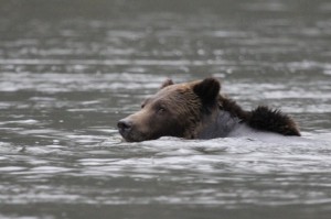 Grizzlybär bei der Flussüberquerung