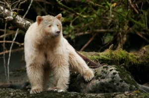 Wunderschöner und seltener Spirit Bear (weißer Grizzlybär) in British Columbia