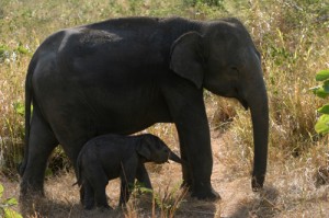 Elefanten im Nationalpark Uda Walawe