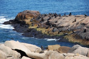 Cabo Polonio und seine Seelöwen am Leuchtturm