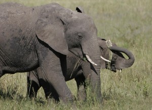 Elefanten im Nationalpark