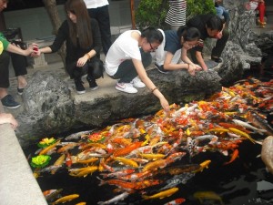 Koi -Fische auch im Jadebuddha-Tempel