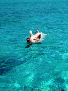 Die schwimmenden Schweine auf den Bahamas