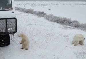 Eisbärjunges an den Tundra Buggys