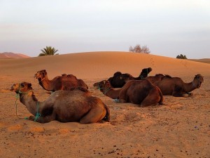 Kamele in der Wüste von Marokko