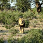 Kalahari Löwe im Kgalagadi Transfrontier Park, Botswana