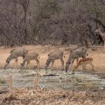 Selbstfahrer Safari in Südafrika - Marakele Nationalpark