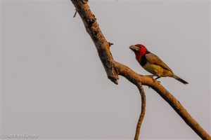 Der bunte Halsband Bartvogel blickt neugierig auf die Touristen an den Victoria Falls