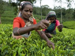 Singleurlaub in Sri Lanka - Teepflückerinnen