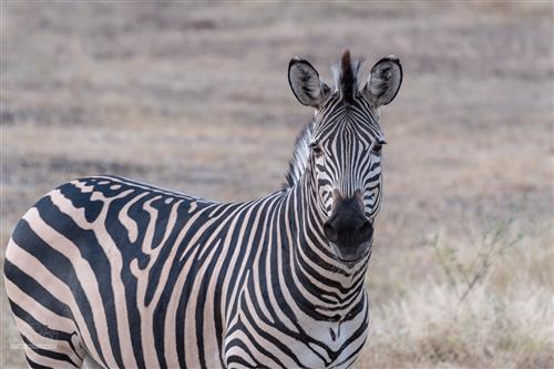 Zebrahengst auf Safari im Mana Pools Nationalpark beobachtet