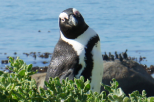 Nahaufnahme vom Pinguin am Boulders Beach in Südafrika
