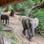 Safarierlebnis im Mana Pools Nationalpark Simbabwes