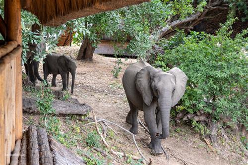 Safarierlebnis im Mana Pools Nationalpark Simbabwes