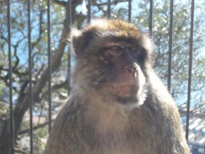 Makake auf Gibraltar