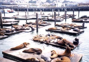 Wellness in San Francisco