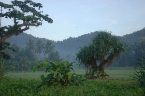 Das Dschungel-Paradies auf Java