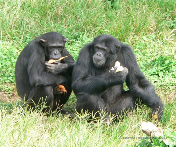 Schimpansen bei der Fütterung 