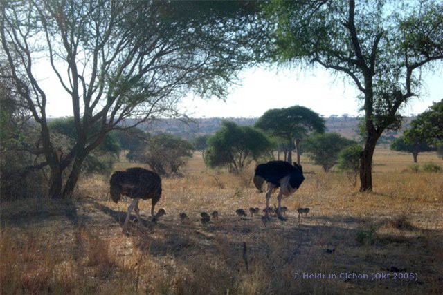 Tansania Reise Tipp: Safari in ein Natur-Paradies von Afrika 