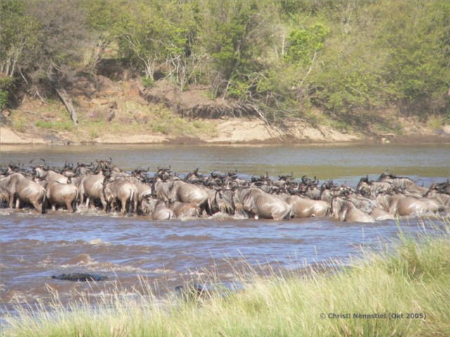Kenia-Reise: Masai Mara, Gnuwanderung, Governors