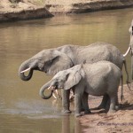 Elefanten kommen zum Trinken 