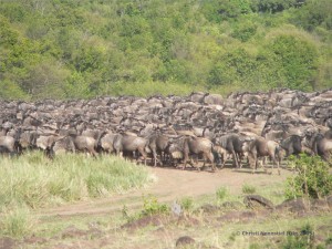 Die Gnus sammeln sich 