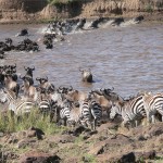 Gnus und Zebras