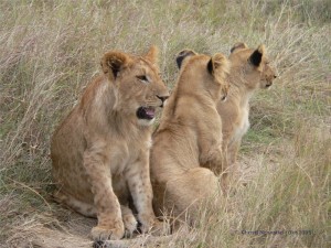 drei junge Löwen 