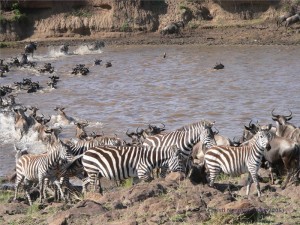 Zebras kehren um