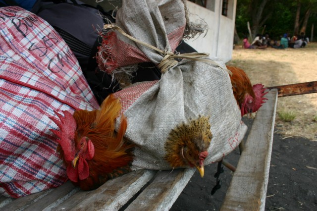 Hühner fertig zum Transport