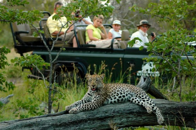 Leopard so nah Foto von Patrick Head Ranger Kings Camp